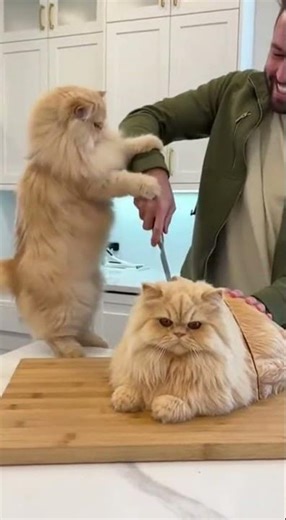 Persian Cat Shocked Seeing Its Own Cake! 😱🐱🎂 #PersianCat #CatCake #Shorts #Viral