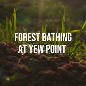 Introducing Forest Bathing at the Yew Point Estate… New for Summer...