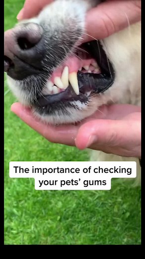 Understanding Your Pet's Gums: Colors and Signs to Watch For