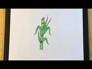 How to draw Sugar cane step by step / Sugar cane drawing easy / Drawing sugar cane #sugarcane #art