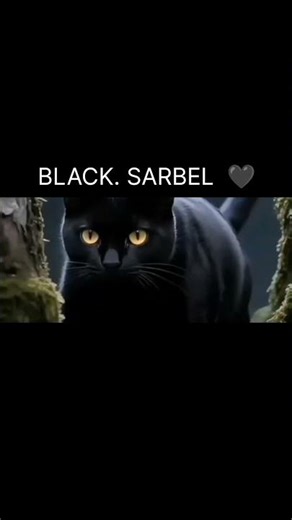 BLACK SARBEL 🖤