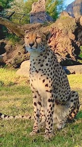 From meows to purrs, cheetahs make the most adorable sounds 🐆 | Sydney Zoo