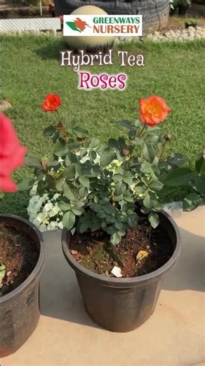 Hybrid Tea Roses