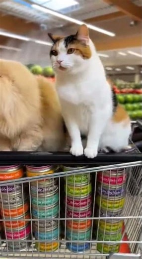 Orange Cat trying to buy oranges... typical 🍊#shorts #cats #funnycats