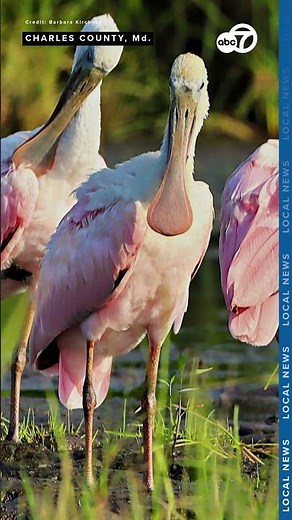 Rare roseate spoonbills spotted in Maryland