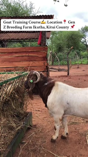 Goat Training Course at Gen Z Breeding Farm