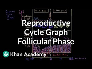 Reproductive cycle graph-Follicular phase Video Lecture | Biology for MCAT