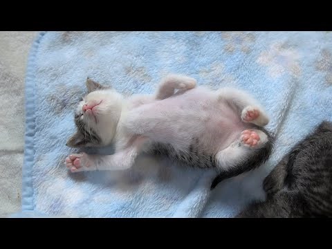 何をしても起きない子猫