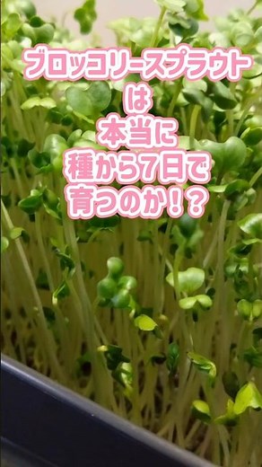 ブロッコリースプラウトの成長記録 タイムラプスで発芽から観察 #ブロッコリースプラウト #スプラウト栽培 #家庭菜園 #タイムラプス #成長記録 #水耕栽培 #broccolisprouts