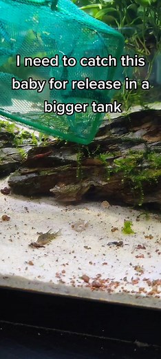 Catching the Baby Cory in Aquarium - Plan B and Plan C