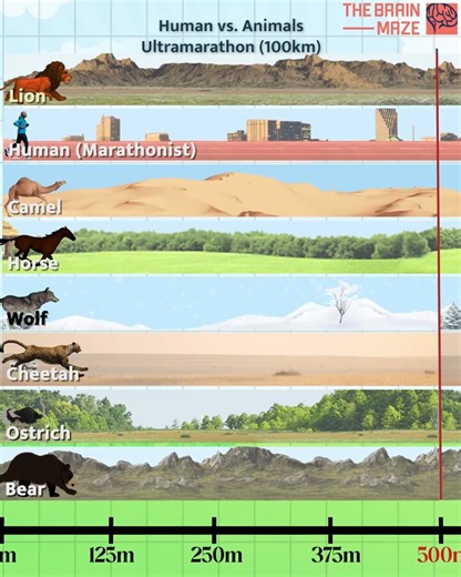 実は我々ホモ・サピエンスは、動物界きっての「スタミナランナー」であり、持久力が抜群に秀でた動物なんです。https://t.co/ryO345PcQk御存知のとおり人類は文明を手に入れて大繁栄できましたが、大前提として自然界の淘汰から生き残れないと文明構築以前に絶滅してしまいますからね。つまり我々はただ手先が器用な「毛のない猿」だっただけじゃなく、ちゃんと運動能力でも明確な長所を持っていたからこそ、弱肉強食の世界を生き抜けたんです。運が良かっただけで生き残れるほど、自然の生存競争は甘くないですからね……※消費カロリーと移動距離などの燃費で見るともっと優れた動物は居るが連続走行能力で見ると引用動画の通り陸上動物ではトップクラスの走者