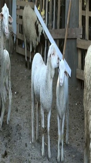 Cute Baby Animal Video #Shorts