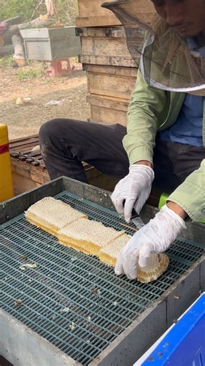 Cutting sweet honey for packing in box #beekeeper #bee #honeybeesting #beekeeping #insects #farming | Savasta | Facebook