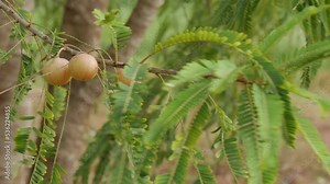 Reddish Phyllanthus emblica . Indian gooseberry, Amla, Amalaka bunch of round fruits green leaves on high tree,