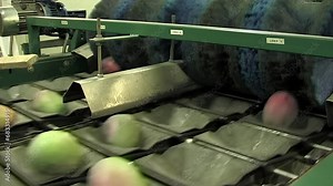 Mango fruit in industrial line of processing