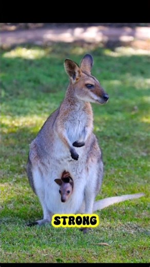 ​Kangaroo Birth Secret! 😱