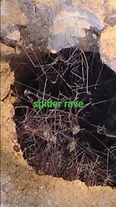 Vibrating clusters of Opiliones harvestmen