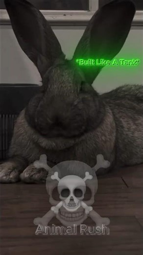 You Won’t Believe How Huge These Rabbits Are 🐰🔥