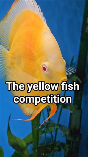 The yellowest fish has competition #beautiful #aquariumfish