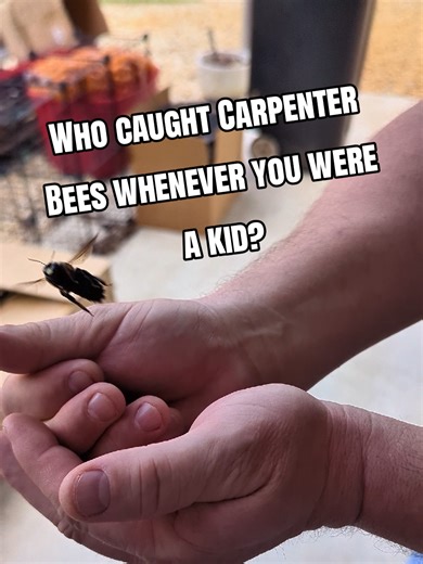 Catching Carpenter bees by hand must be a country Boy thing 😂 How many of you knew you could catch the ones that don't stink by hand? Helps our hand quickness and coordination 😂 Follow us if you know what I'm talking about! #countryboy #carpenterbee #bumblebee #genx #thingstodo