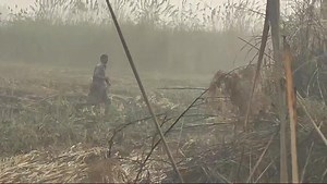 Soor ka Shikar, pig Hunting, boar Hunting for life. #nazhuntingclubkhadhar #viralreels #fbreels #viralreelsfb #foryouシ #viralpage #greyhoundsofinstagram #greyhound #pitbull #bullydog | Naz Hanting Club Khadhar