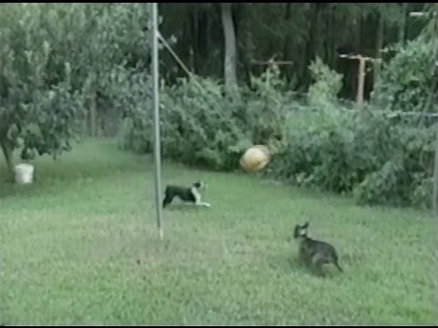 Dogs Playing Tetherball!