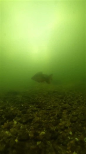 Unterwegs zu ihren Laichplätzen - 🐟CARPS🐟