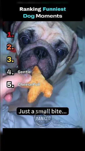 Ranking FUNNIEST Dog Moments 😂🐶 | Hilarious Pets #FYP