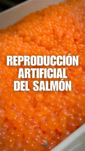 SALMON and the technique that MULTIPLIES their SURVIVAL