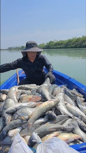 Farmer Feeds Softshell Turtles with a Boatload of Live Fish 👀