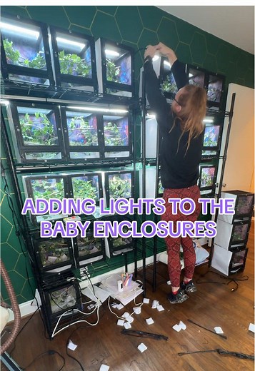 Instalando luces UVB en 25 recintos para camaleones