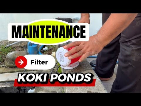 Goldfish Pond Filter Maintenance #goldfishpond