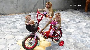 64K views · 2.2K reactions | Ammazing!! Donal Ride Bicycle Take Molly Zuji & CC Playing A Round House Compound | Monkey Dodo | Facebook