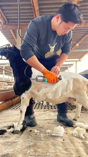 Precision Sheep Shearing Techniques for Professional Wool Harvesting Success
