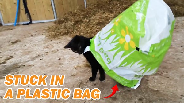 Funny Cat Gets Stuck in a Plastic Bag 😂 You Won't Believe What Happens Next!
