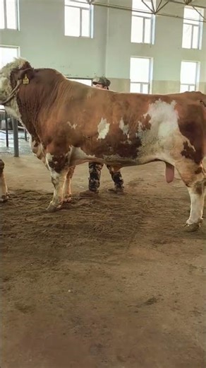 Veterinary staff, improved cows, improved cows 2733