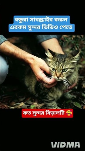 কত সুন্দর বিড়ালটি 🥰 #cat #catlovers #funlyanimals #animals