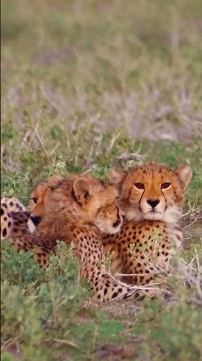 Cheetah cub #wildlifeentertainment