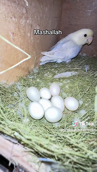 Love Birds Breeding: Essential Tips and Insights