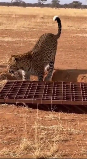 POV: Wild Leopard Walks Right Into a Trap #Shorts