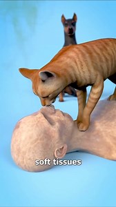 Do Pets Eat Their Owners #facts #randomfacts #learnontiktok #curiosity #satisfying #satisfyingvideos | MindfulFacts