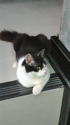 #cat