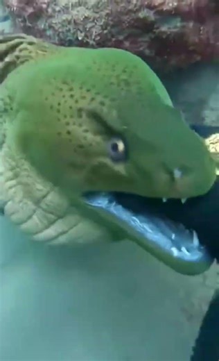The Deadly Eel Attack You Have To See To Believe