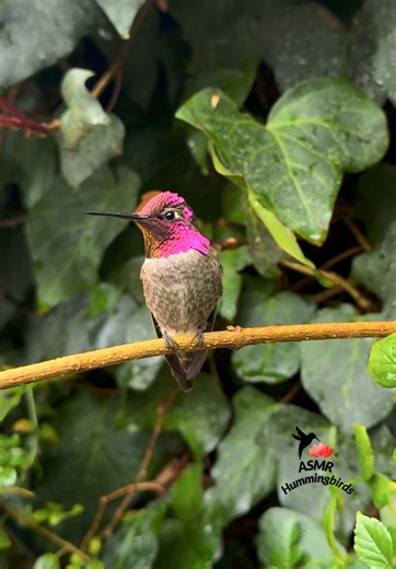 Elegant Hummingbirds in Nature