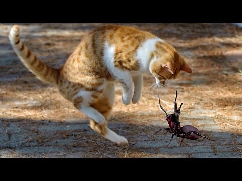 Cats' Incredible Reflexes and Fast Reactions - How Do Cats Become So Agile?