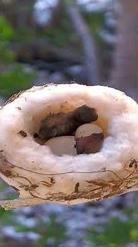 Watch Baby Hummingbird Hatch From Egg