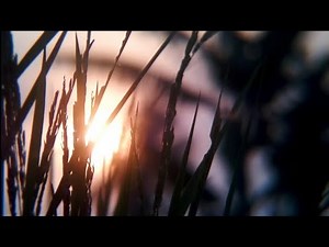 No copyright background video | nature | grass | cinematic background