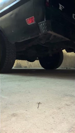 Cold start after siting for a whole month! #restorationcowboy #f100 #ford #bumpside