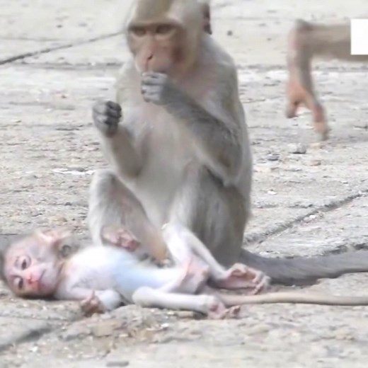 Poor baby monkey being abused by bad monkey, can't stand it anymore | Power Reel