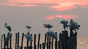The Great Egret, also known as the Common Egret or the Large Egret; widely distributed around the world and roosting before dark can be daunting when space has already been taken.